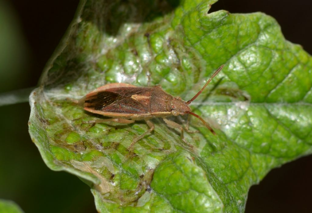 Rhopalidae: Maccevethus corsicus